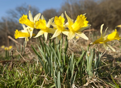 Wild Daffodil