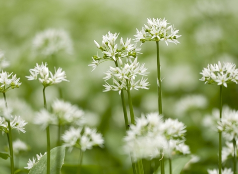 Ramsons