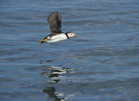 Puffin in flight