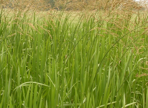 Reed Sweet-grass