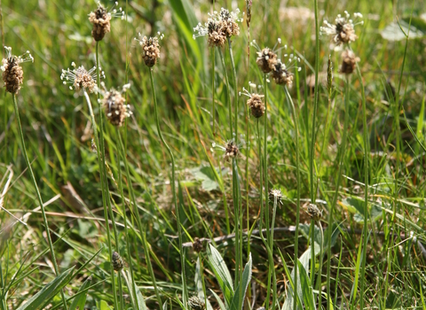 Ribwort Plantain