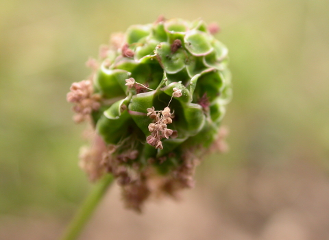 Salad Burnet