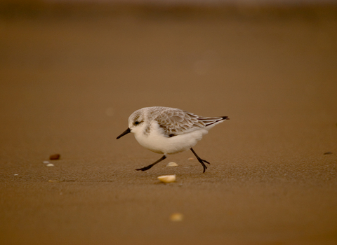 Sanderling