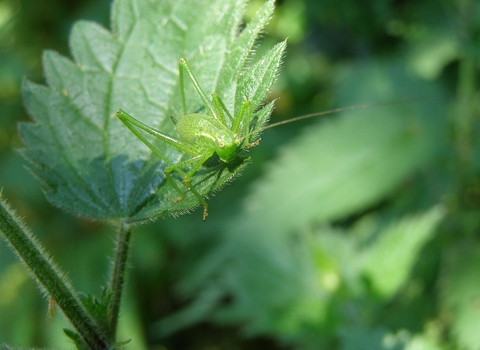 Speckled Bush-cricket