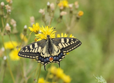Swallowtail Butterfly