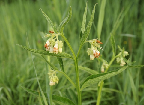 Common Comfrey