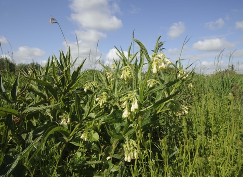 Common Comfrey