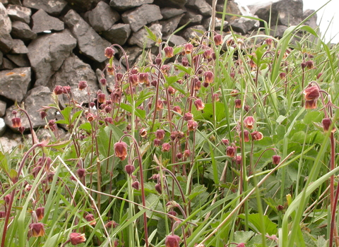 Water Avens
