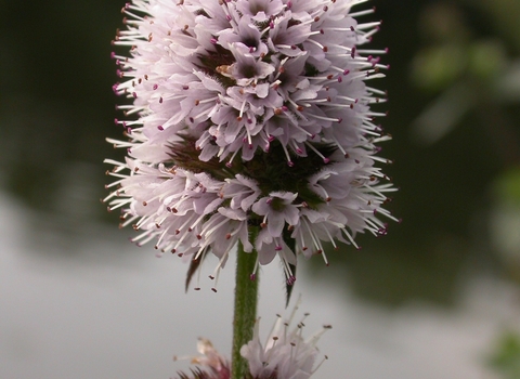 Water Mint