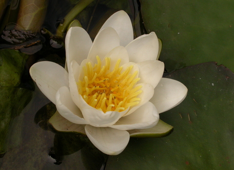 White Water-lily