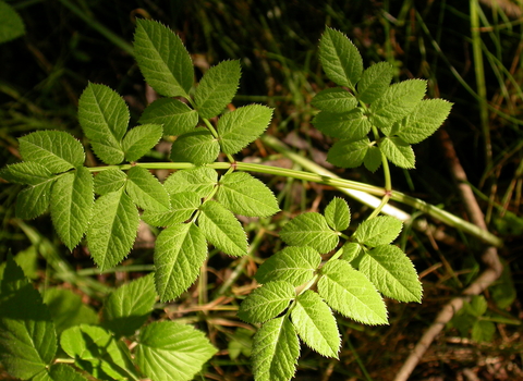 Wild Angelica