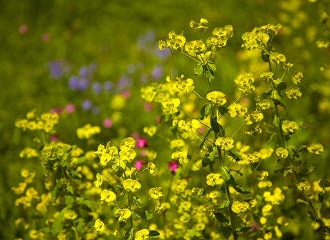 Wood Spurge