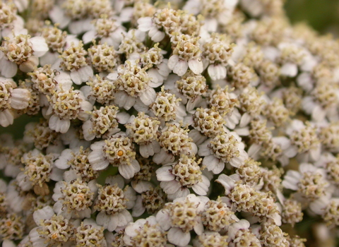 Yarrow