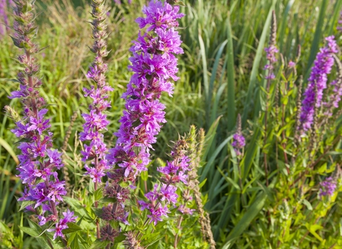 Purple-loosestrife
