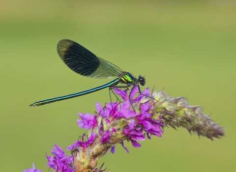 Banded Demoiselle