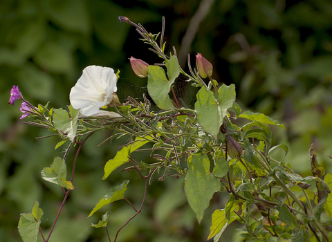 Hedge Bindweed