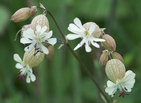 Bladder Campion