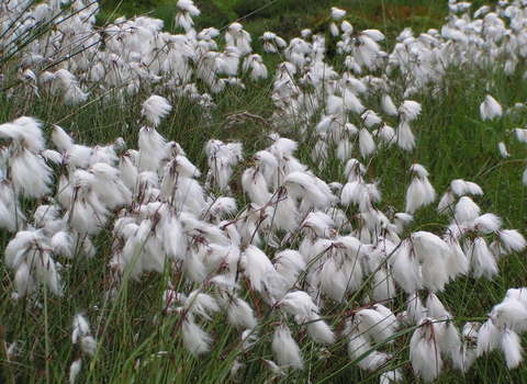 Common Cotton-grass