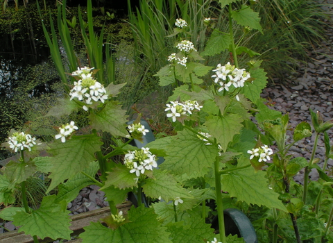 Garlic Mustard