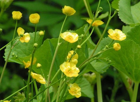 Lesser Spearwort