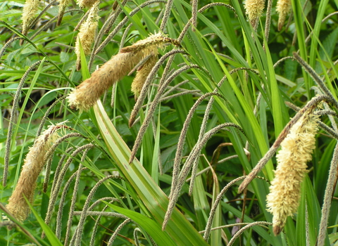 Pendulous Sedge