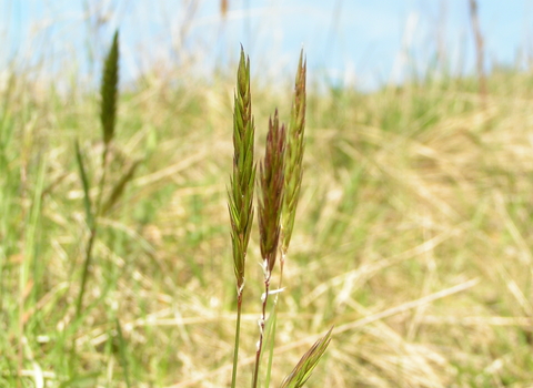 Sweet Vernal-grass