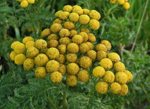 Tansy