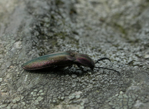 Coppery Click Beetle