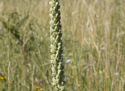 Great Mullein