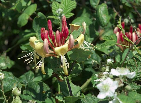 Honeysuckle