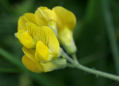 Meadow Vetchling