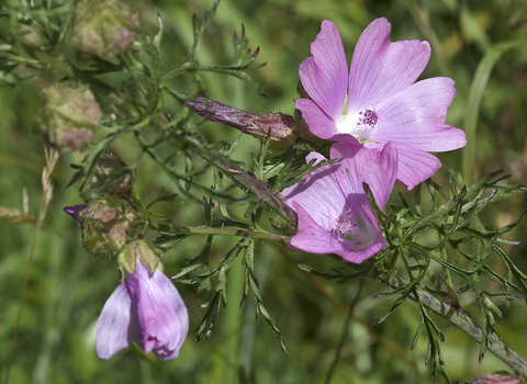 Musk Mallow