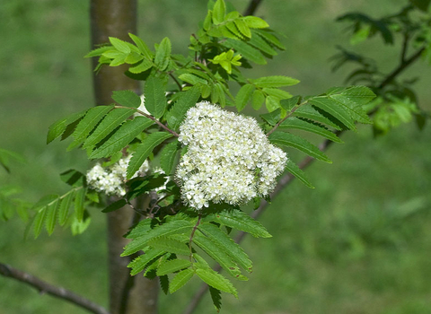 Rowan