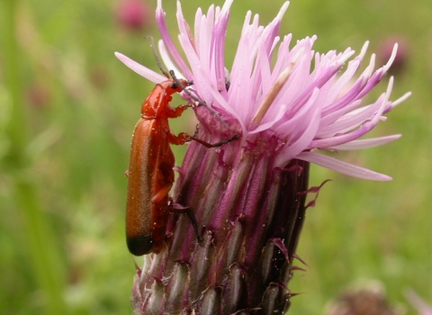 Common Red Soldier Beetle