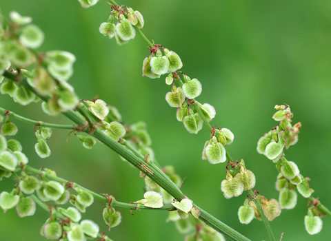 Common Sorrel
