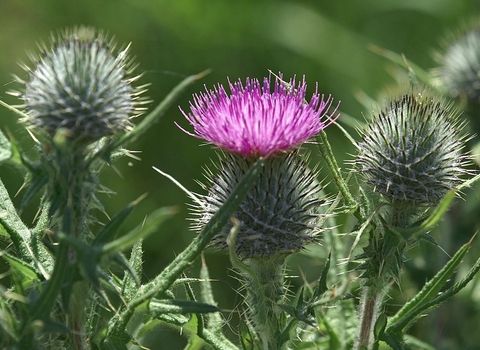 Spear Thistle