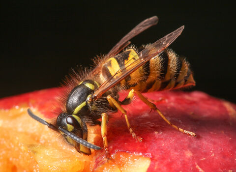Common wasp | Wild About Gardens