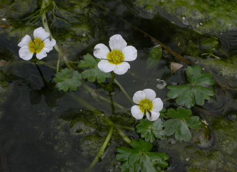 Common Water-crowfoot