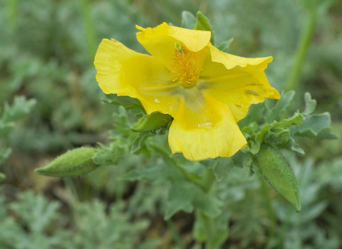 Yellow-horned Poppy
