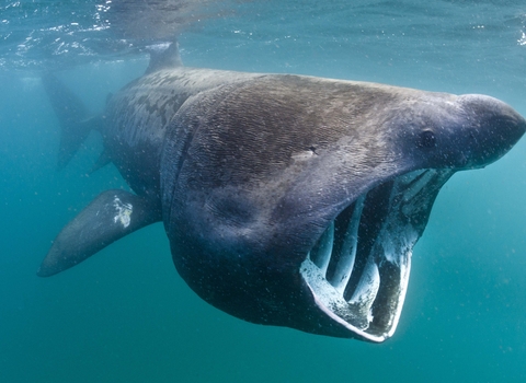 Basking shark