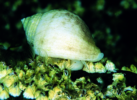 Dog Whelk