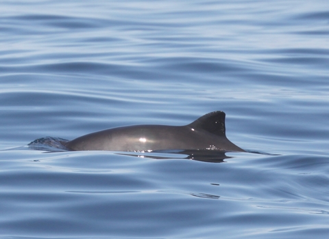 Harbour Porpoise