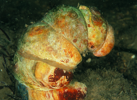 Slipper Limpet
