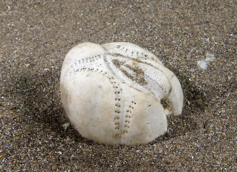 Sea potato shell