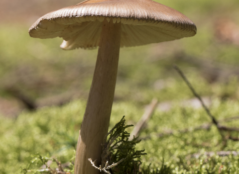 Tawny grisette