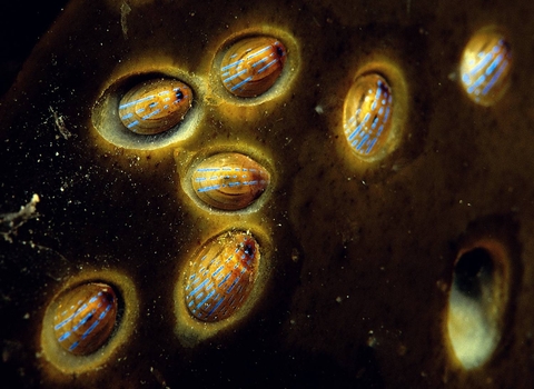 Blue-rayed limpets
