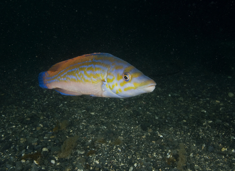Male cuckoo wrasse