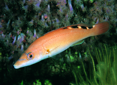 Female cuckoo wrasse