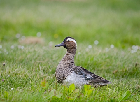 Drake garganey
