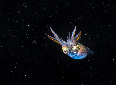 Common squid